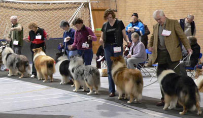 Collie Show